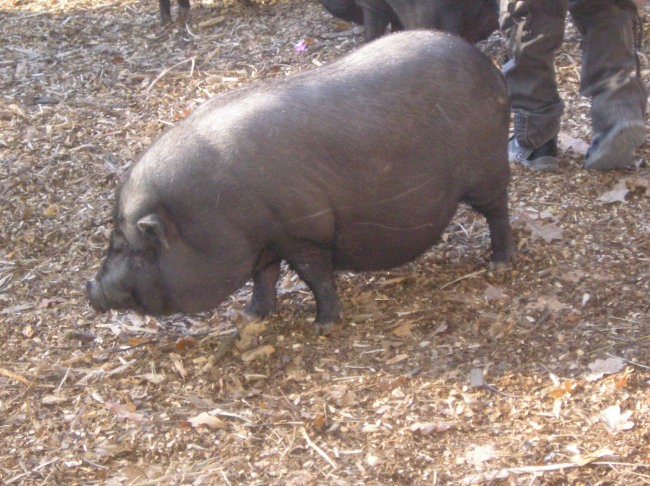 14.10.2007 - Živalski vrt Ljubljana - foto povečava