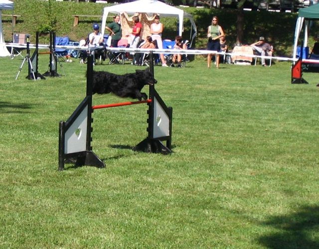 Agility tekma KD Ljubljana 1.9.2007 - foto povečava