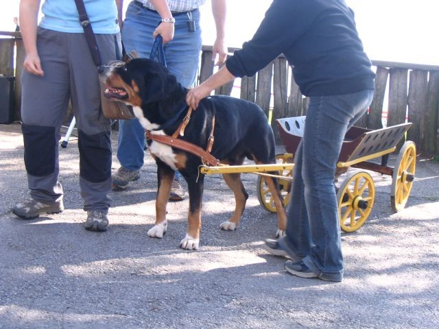 1. Piknik švicarskih pasem, Janče 15.9.2007 - foto povečava