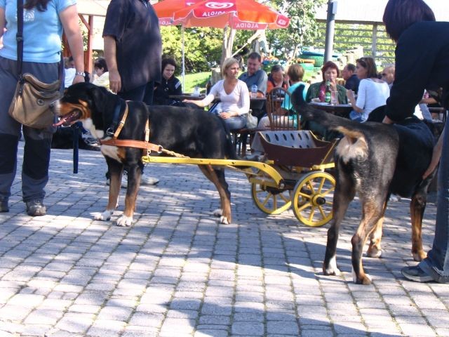 1. Piknik švicarskih pasem, Janče 15.9.2007 - foto