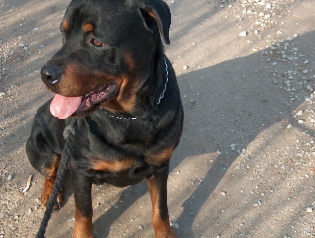 Thor, 5 letni rottweiler s kupiranim repom
ŽE ODDAN