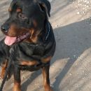 Thor, 5 letni rottweiler s kupiranim repom
ŽE ODDAN