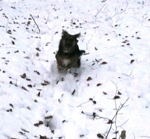 Karma - foto povečava