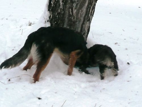 Karma - foto povečava