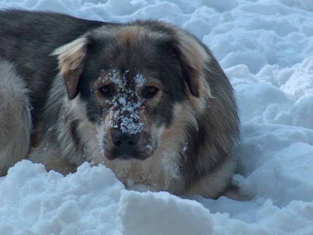 Sneženi pes