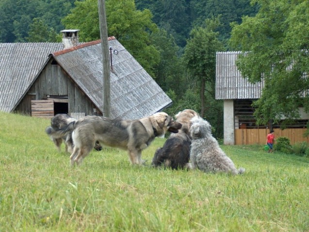 Pižmohtov ranč - foto