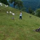 Pižmoht s kozicami in kraševci