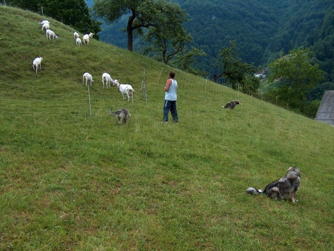 Pižmoht s kozicami in kraševci