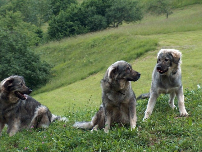 Boni, Baja, Kato