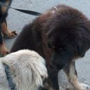 Kato in Tibetanska mastifka stara 6 mesecev