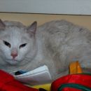 Belina, stara 1 leto, sterilizirana, ODDANA