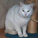 Belina, stara 1 leto, sterilizirana, ODDANA