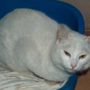 Belina, stara 1 leto, sterilizirana, ODDANA