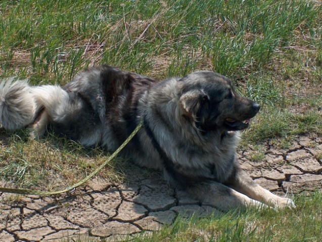 Kraševci, Petelinje jezero, 22.4.2007 - foto