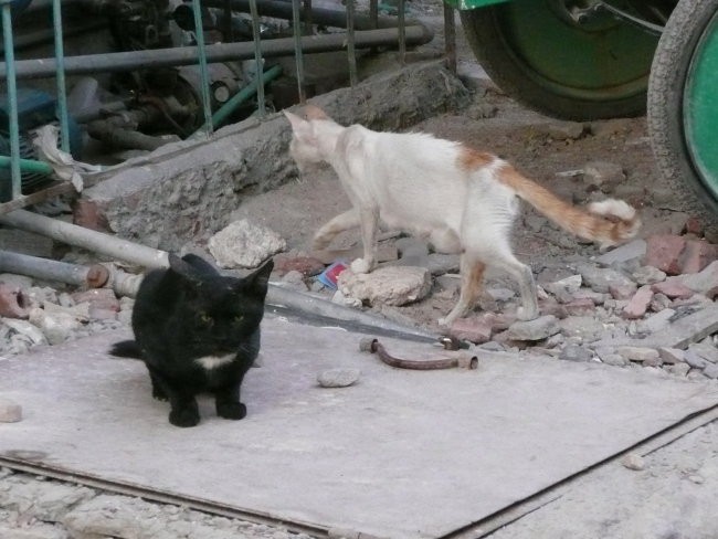 Egipčanski psi in mačke - foto povečava