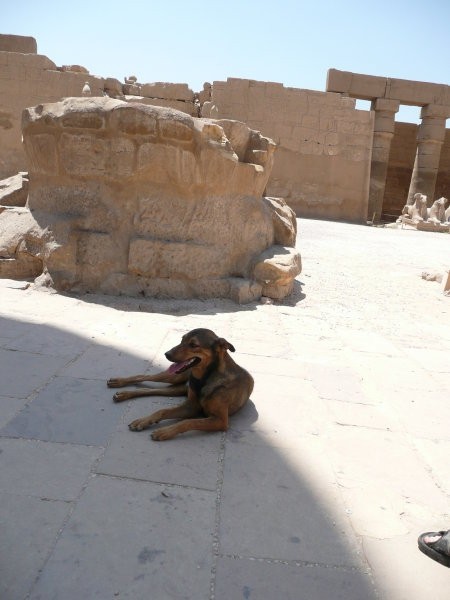 Egipčanski psi in mačke - foto