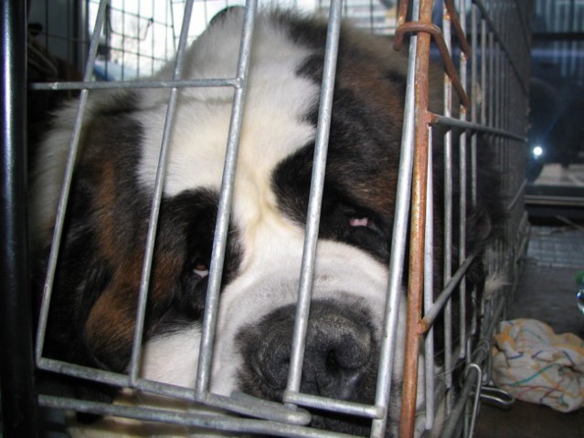 Mednarodna razstava psov,         12. in 13.1 - foto