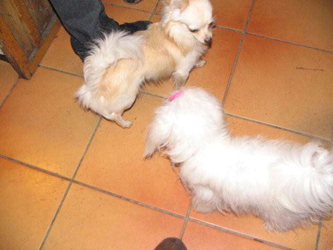 Maltežanijada, 26.1.2008 - foto povečava