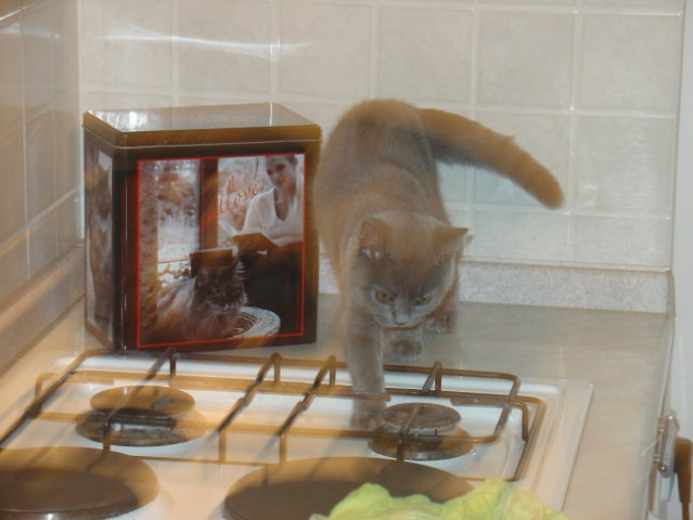 Joey v kuhinji - foto