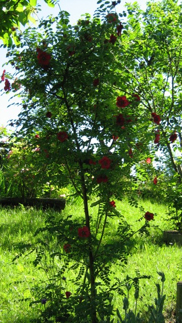 Rosa moyesii 'Geranium'