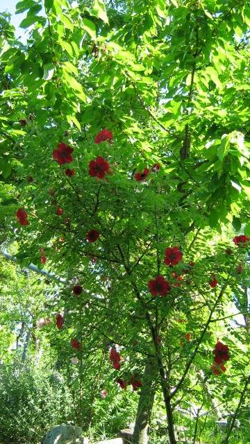 Rosa moyesii 'Geranium'