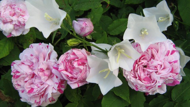 Variegata di Bologna