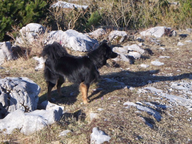 Moj pes Thor in mačka Lila - foto